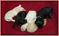 GC pups 1 wk old group 3