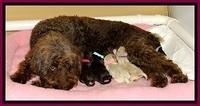 GC pups newborn group 3