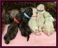 GC pups newborn group 4