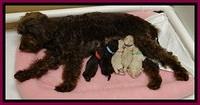 GC pups newborn group 5