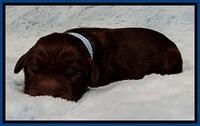 GC pups newborn 7