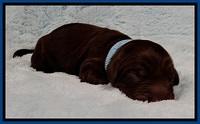 GC pups newborn 8