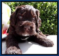 RC Blue 4 wks 2012 (8)