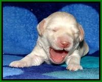 GC pups 1 wk old 14