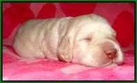 RC pups 2 wks 2012 (20)