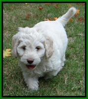 Roo Lime 7 wks 2012 (6)