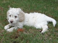 Roo Lime 7 wks 2012 (7)