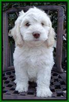 Roo Lime 8 wks 2012 (4)