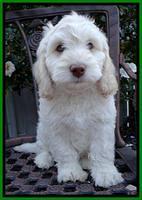 Roo Lime 8 wks 2012 (5)