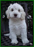 Roo Lime 8 wks 2012 (8)