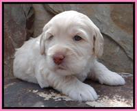 RC Pink 3 wks 2012 (9)