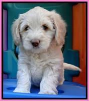 Roo Champ pups 6 wks old 202