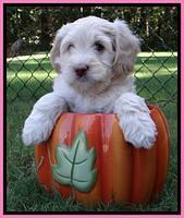 Roo Champ pups 6 wks old 232