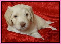 Roo Pink 5 wks 2012 (6)