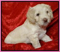 Roo Pink 5 wks 2012 (7)