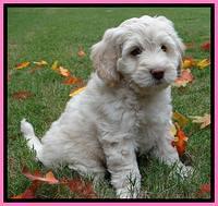 Roo Pink 7 wks 2012 (4)