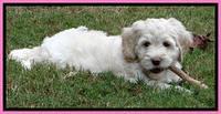 Roo Pink 7 wks 2012 (8)