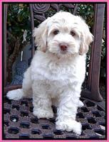 Roo Pink 8 wks 2012 (10)