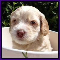 RC Purple 4 wks 2012 (16)