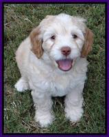 Roo Purple 7wks 2012