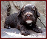 RC Red 3 wks 2012 (4)