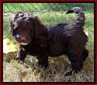 Roo Champ pups 6 wks old 32