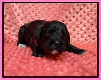 Oreo Benz pups 2 wks old 1 3