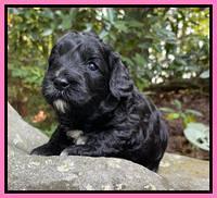 Oreo Benz pups 3 .5 wks old 21