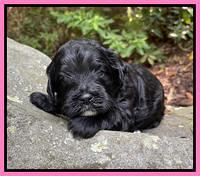 Oreo Benz pups 3 .5 wks old 31