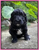 Oreo Benz pups 4 wks old 21