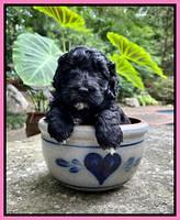 Oreo Benz pups 4 wks old 41