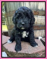 Oreo Benz pups 5 wks old 21