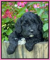 Oreo Benz pups 5 wks old 61