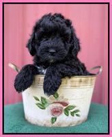 Oreo Benz pups 7 wks old 21