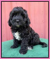 Oreo Benz pups 7 wks old 31