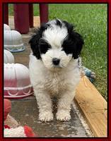 Oreo Benz pups 6 wks old 111
