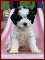 Oreo Benz pups 6 wks old 141