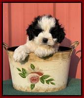 Oreo Benz pups 7 wks old 101