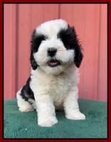Oreo Benz pups 7 wks old 111
