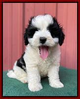 Oreo Benz pups 7 wks old 121