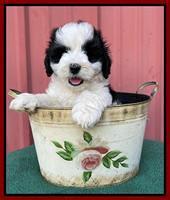 Oreo Benz pups 7 wks old 141