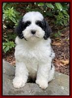 Oreo Benz pups 8 wks old 10222