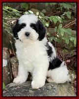 Oreo Benz pups 8 wks old 9222