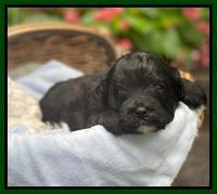 Oreo Benz 3 weeks old 41