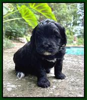 Oreo Benz pups 4 wks old 141