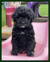 Oreo Benz pups 6 wks old 191