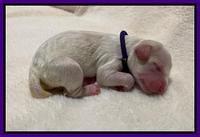 Oreo Benz Newborn 111