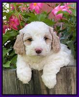 Oreo Benz pups 5 wks old 301