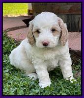 Oreo Benz pups 5 wks old 341