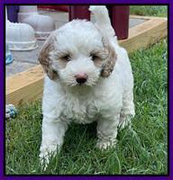 Oreo Benz pups 6 wks old 211